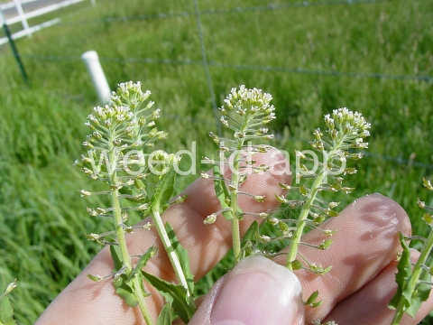 pepperweed, field